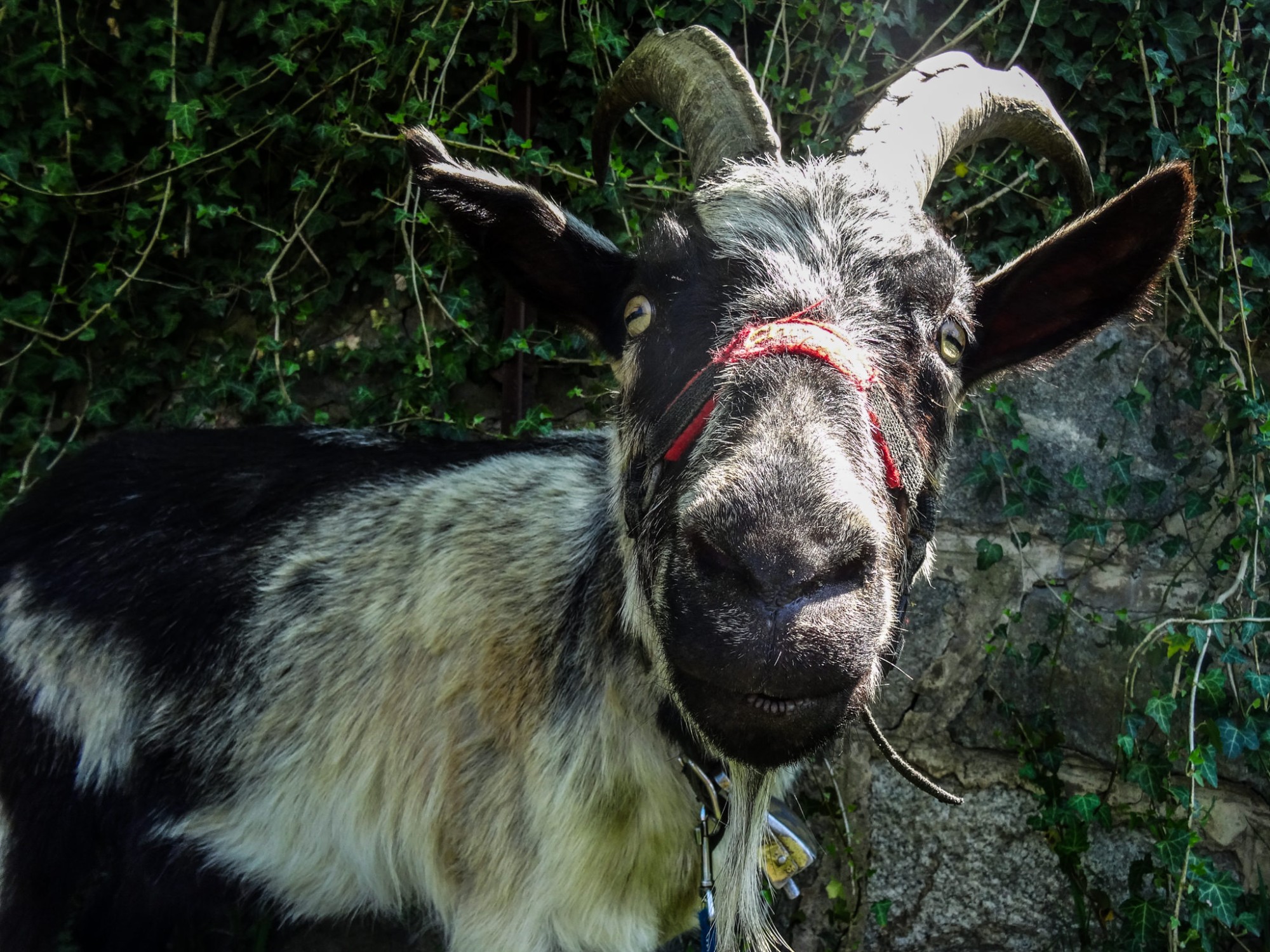 Wandern mit Ziegen totes ma goats! 🐐 • Schweizer Wanderwege