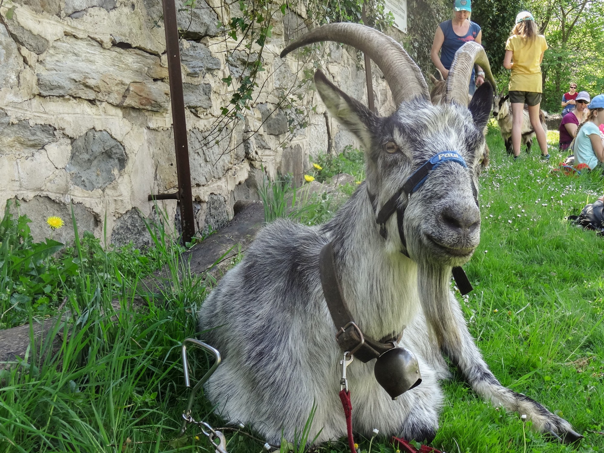 Wandern mit Ziegen: totes ma goats! 🐐 • Schweizer Wanderwege