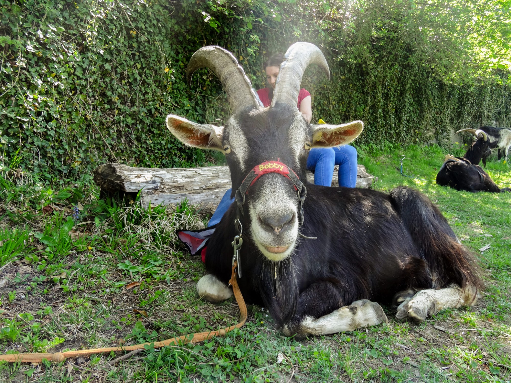 Wandern mit Ziegen totes ma goats! 🐐 • Schweizer Wanderwege