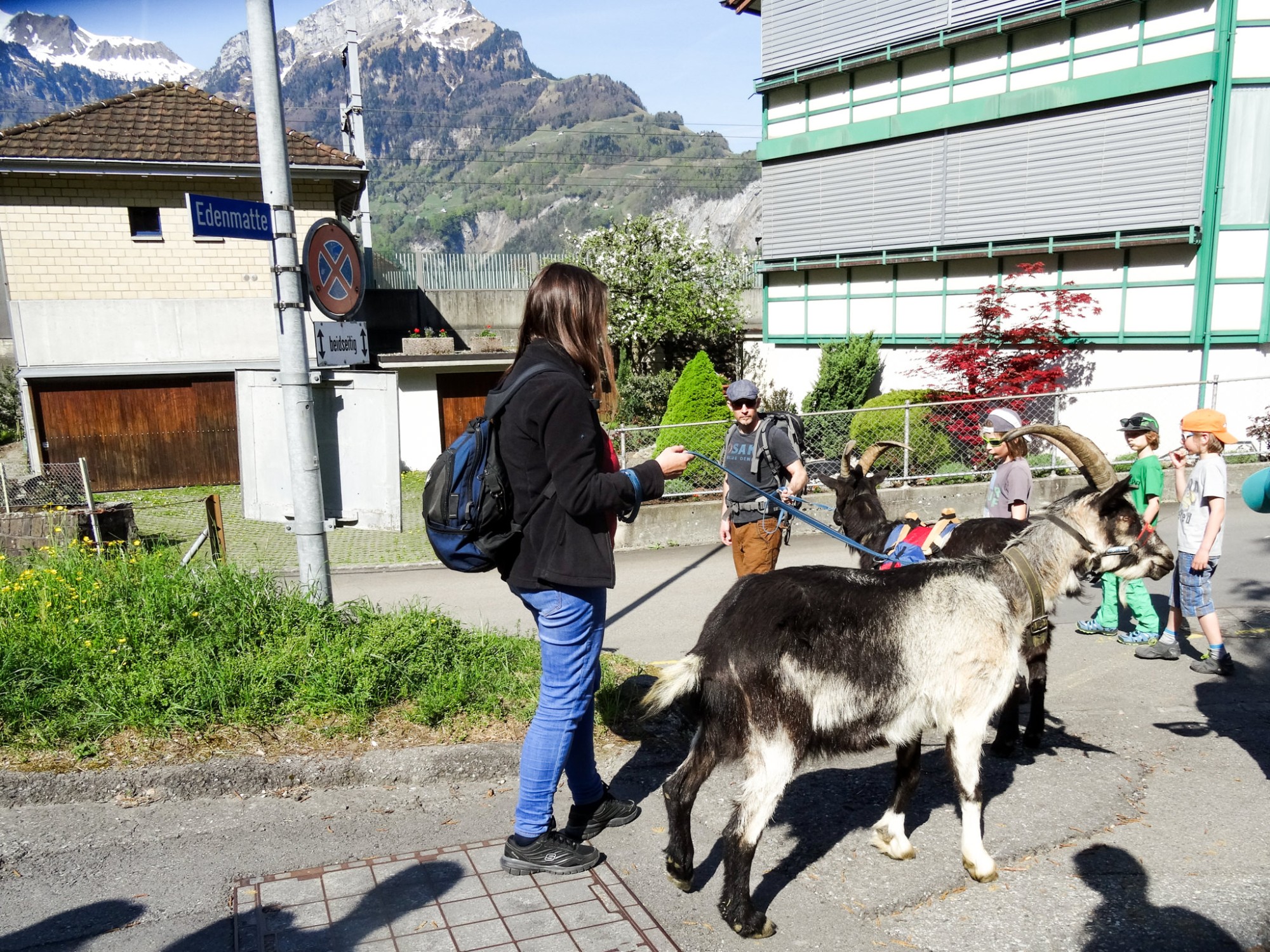 Wandern mit Ziegen totes ma goats! 🐐 • Schweizer Wanderwege