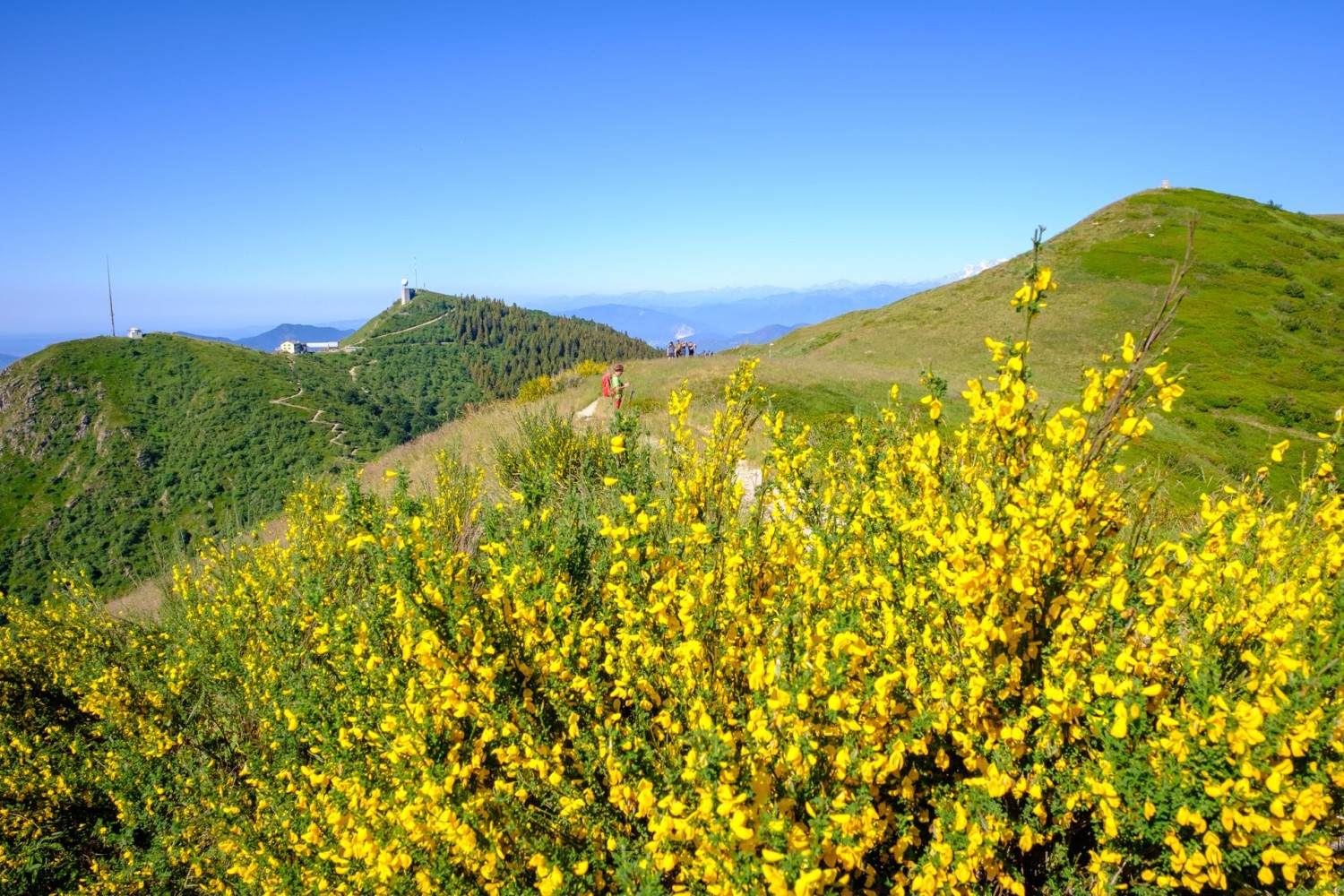 Il Monte Lema spunta all’improvviso da dietro i cespugli di ginestre in fiore.