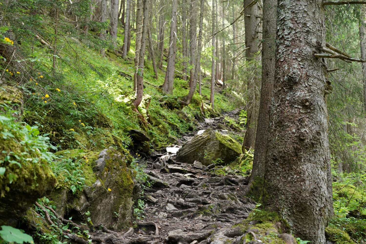 Ein wurzeliger Waldweg prägt den ersten steileren Abschnitt der Wanderung.