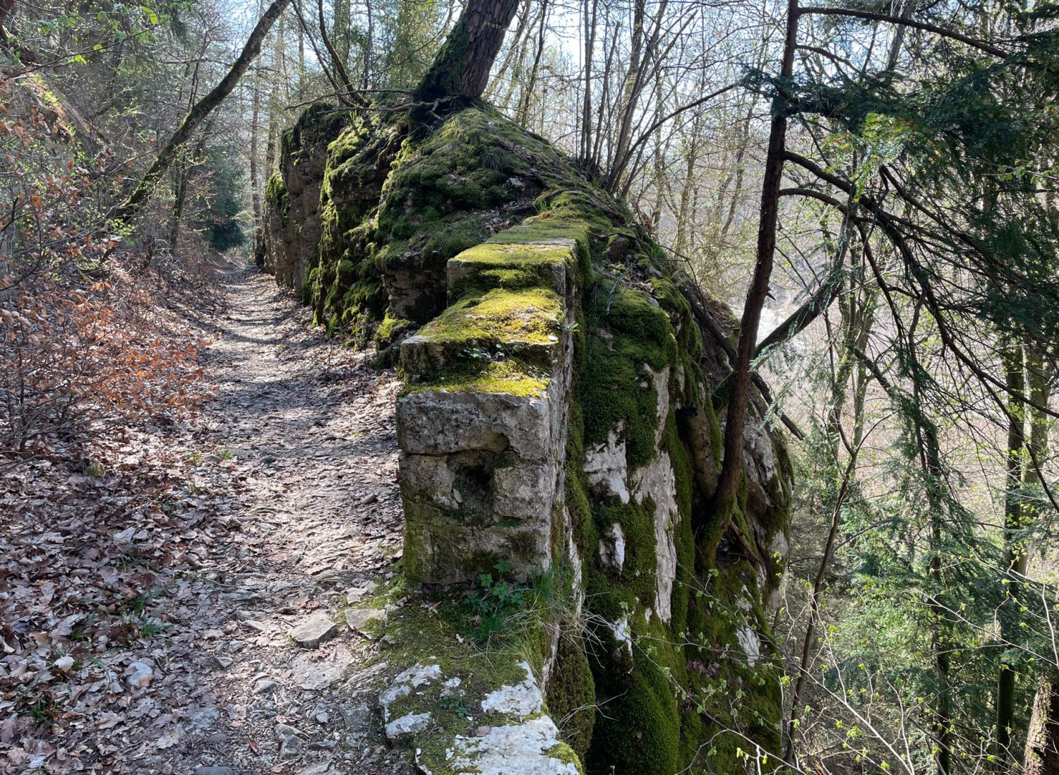 Auch Moos hat sich in der Schlucht breitgemacht.