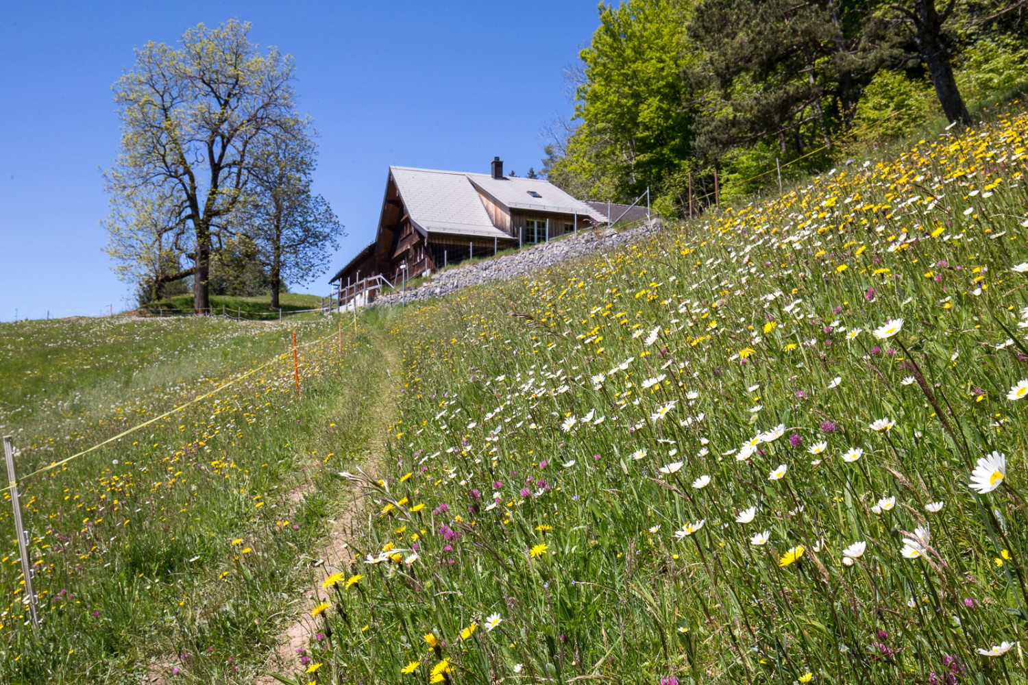 … danach über üppige Blumenwiesen. Bild: Daniel Fleuti 