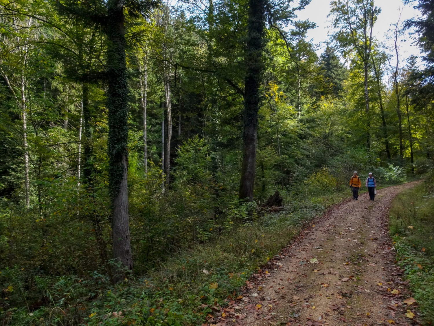Le chemin est en forêt sur près de deux kilomètres.