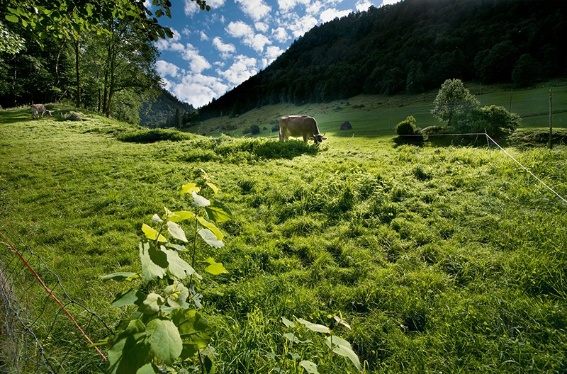 Eine grasende Kuh im UNESCO-Naturpark Biosphäre Entlebuch in der Nähe von Schüpfheim. Bild: swiss-image.ch