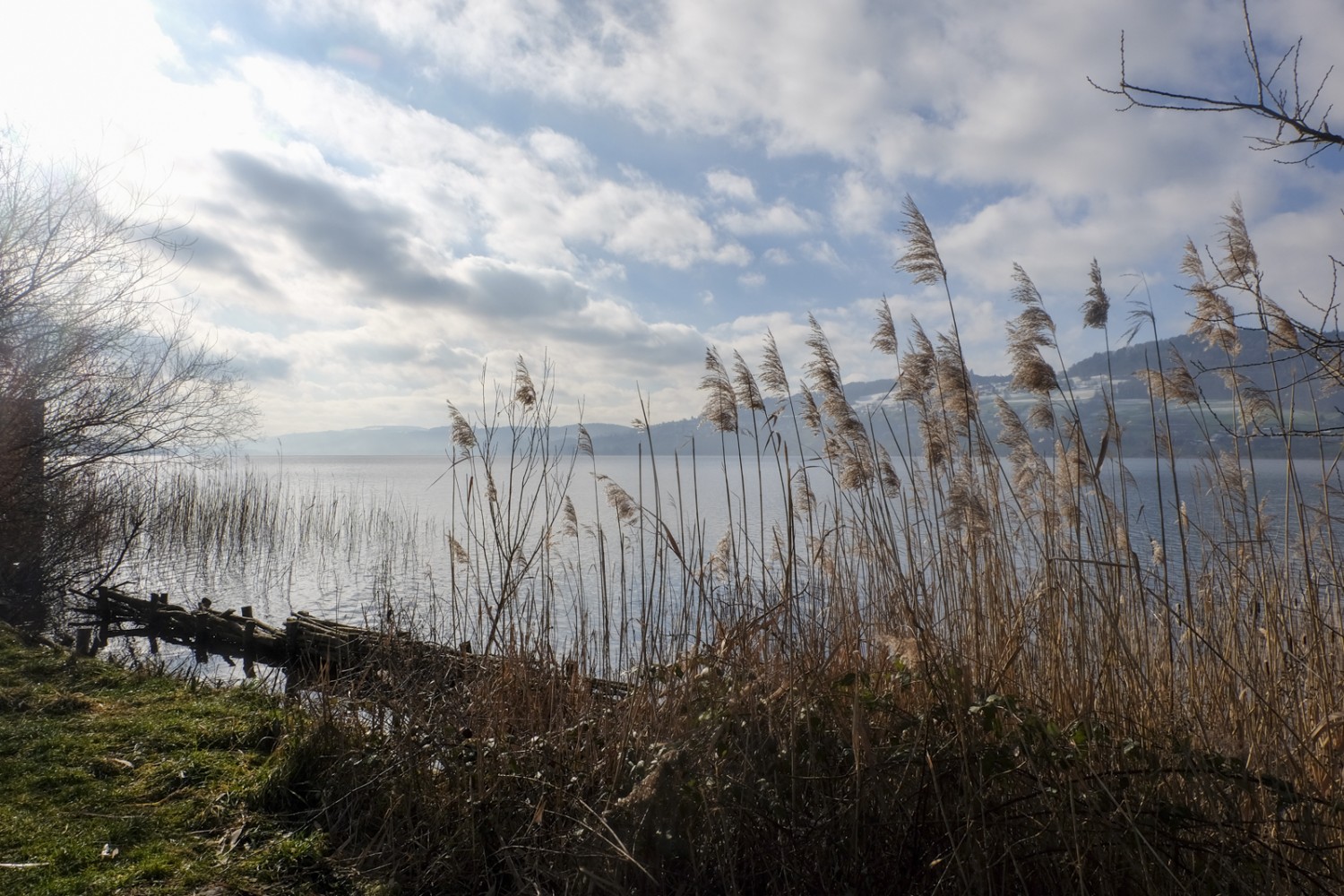 Das Ufer ist mit einer Konstruktion aus Weidenstauden vor den Wellen geschützt. Bild: Elsbeth Flüeler