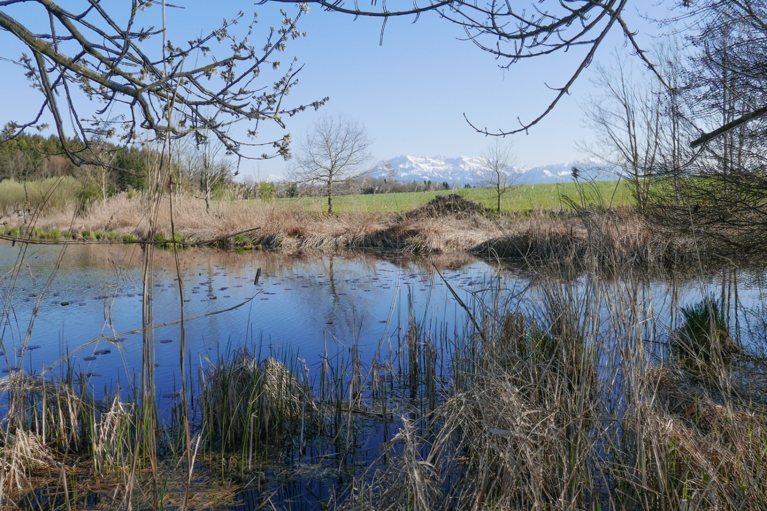 Landschaftliches Highlight kurz vor dem Ende der Wanderung in Sempach: das Vogelhabitat Steinibüelweier. Bild: Susanne Frauenfelder