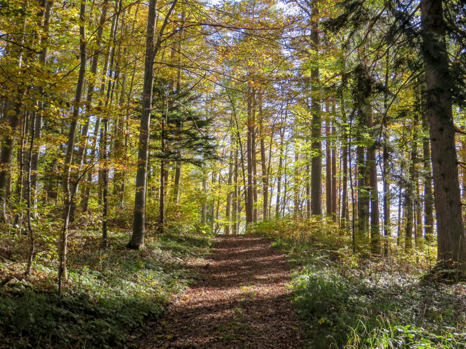 Im herbstlichen Wald ob Ebersol.