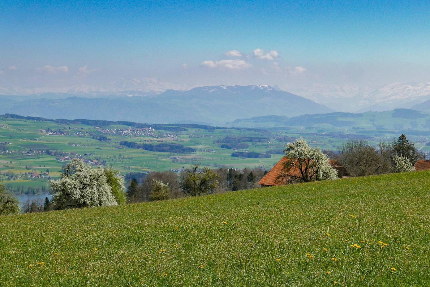 Ausblick auf den Baldeggersee und die Alpenkette vom Hügelzug Erlose aus. Bild: Susanne Frauenfelder