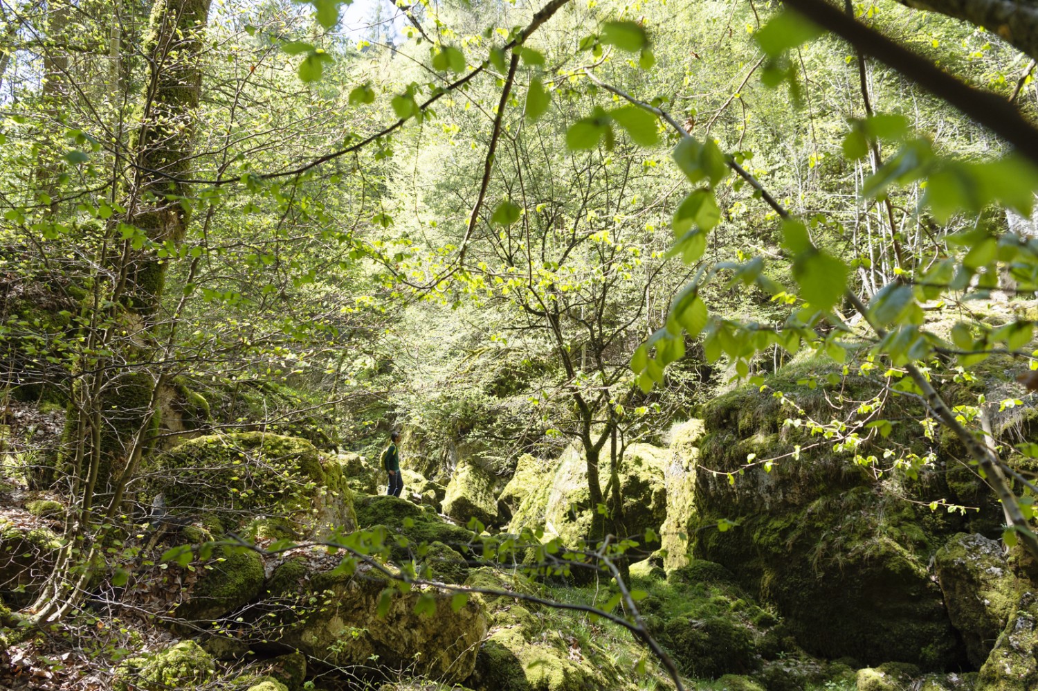 La verdure dans tous ses états au-dessus du Saut du Day.Photo: Raja Läubli