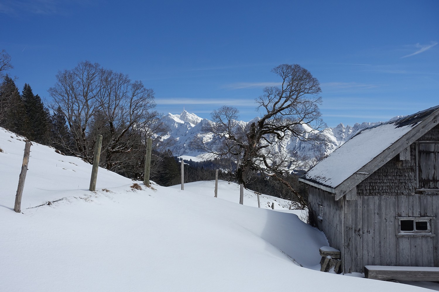 Knorrige Bäume, klare Sicht. Und der Säntis als ständiger Begleiter. Bilder: Christiana Sutter