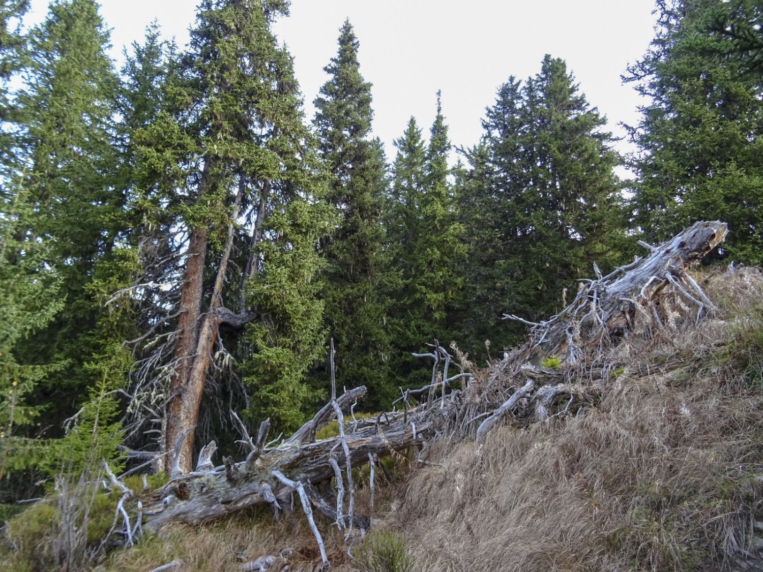 Plus de trente ans après l'ouragan, les arbres abattus par la tempête ne sont plus que des squelettes. Photo : Sabine Joss