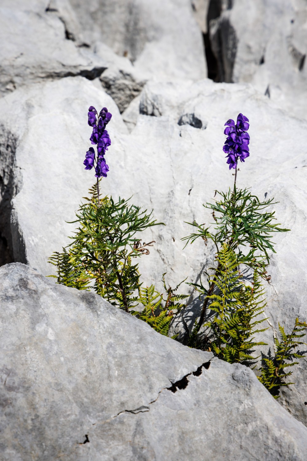 Les crevasses et les ravins abritent des plantes qui ont su s’adapter à cet environnement. Photo: Severin Nowacki