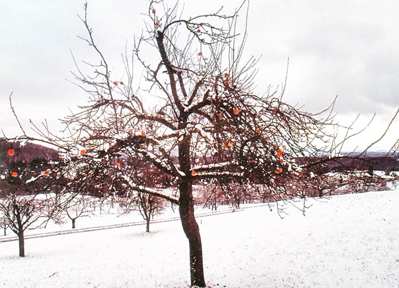 Winterstimmung auf dem Gempenplateau.
Bild: Franz Auf der Maur