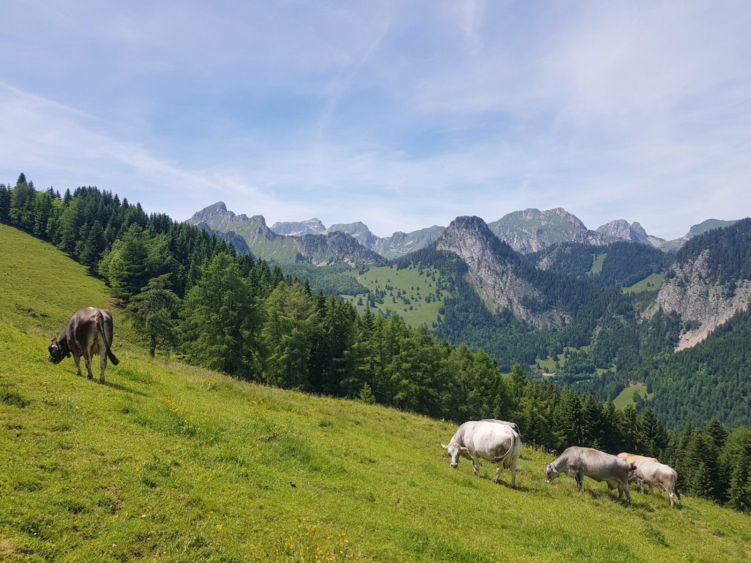 Die oberhalb von Torgon weidenden Kühe geniessen neben saftigem Gras auch eine prächtige Aussicht. Bild: Patricia Michaud
