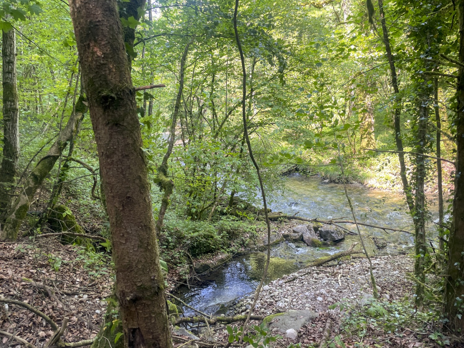 Le chemin serpente dans la forêt au bord de l’eau. Photo: Vera In-Albon