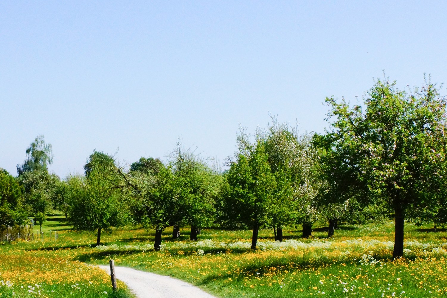 Kaum aus dem Dorf Mörschwil, schon auf dem Land: Blumenwiesen und Obstbäume, so weit das Auge reicht.
Bild: Vanessa Fricker