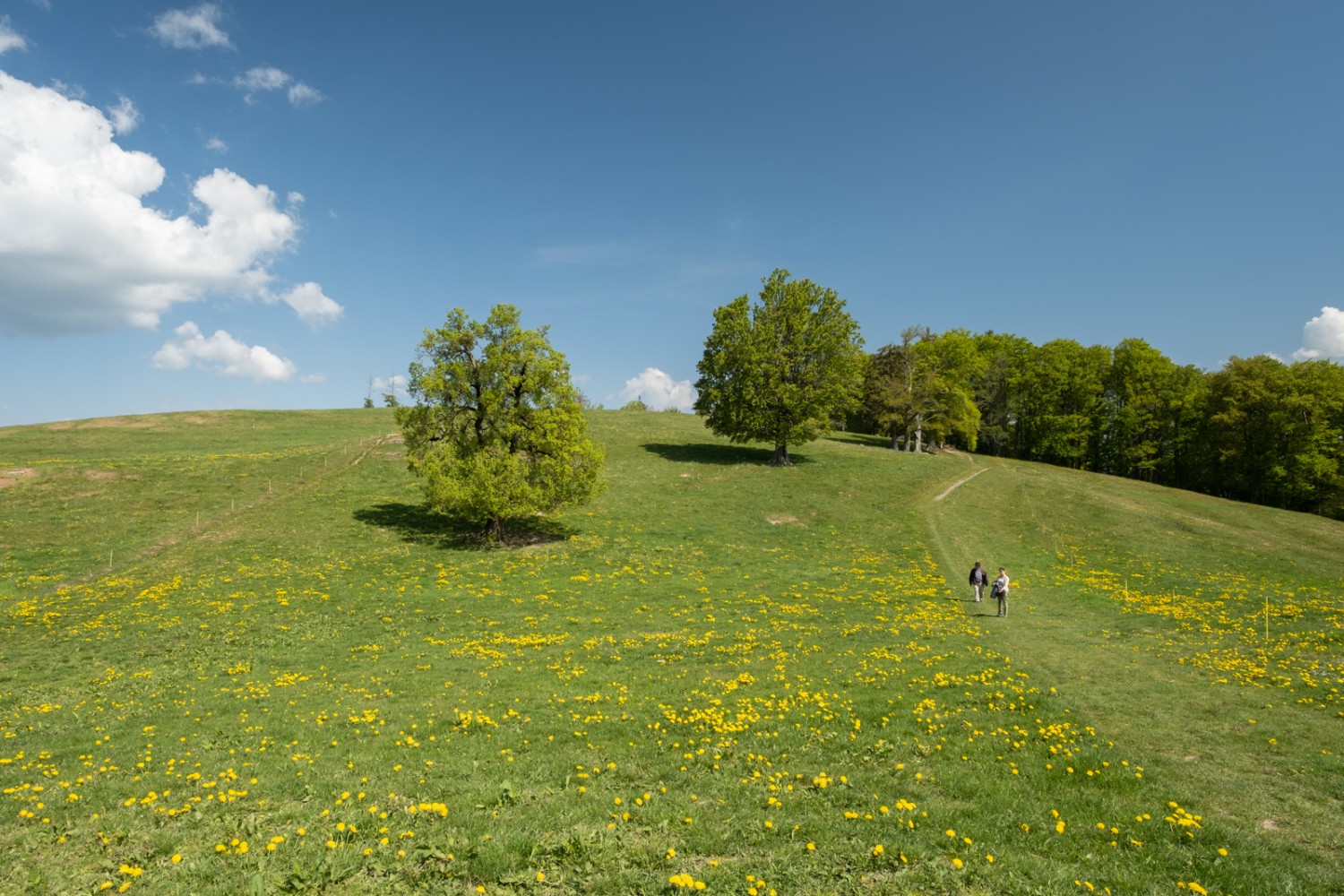 Frühling pur im Abstieg vom Mont Chesau; der blühende Löwenzahn färbt die Wiesen gelb.