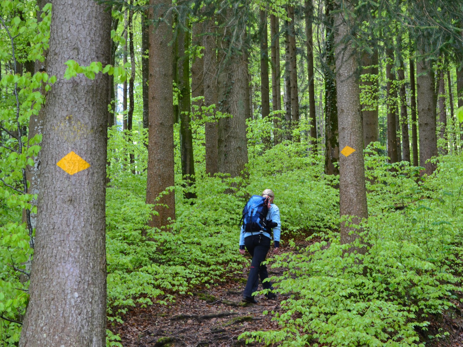 Aufstieg im frühlingsgrünen Wald.
 Foto: Sabine Joss