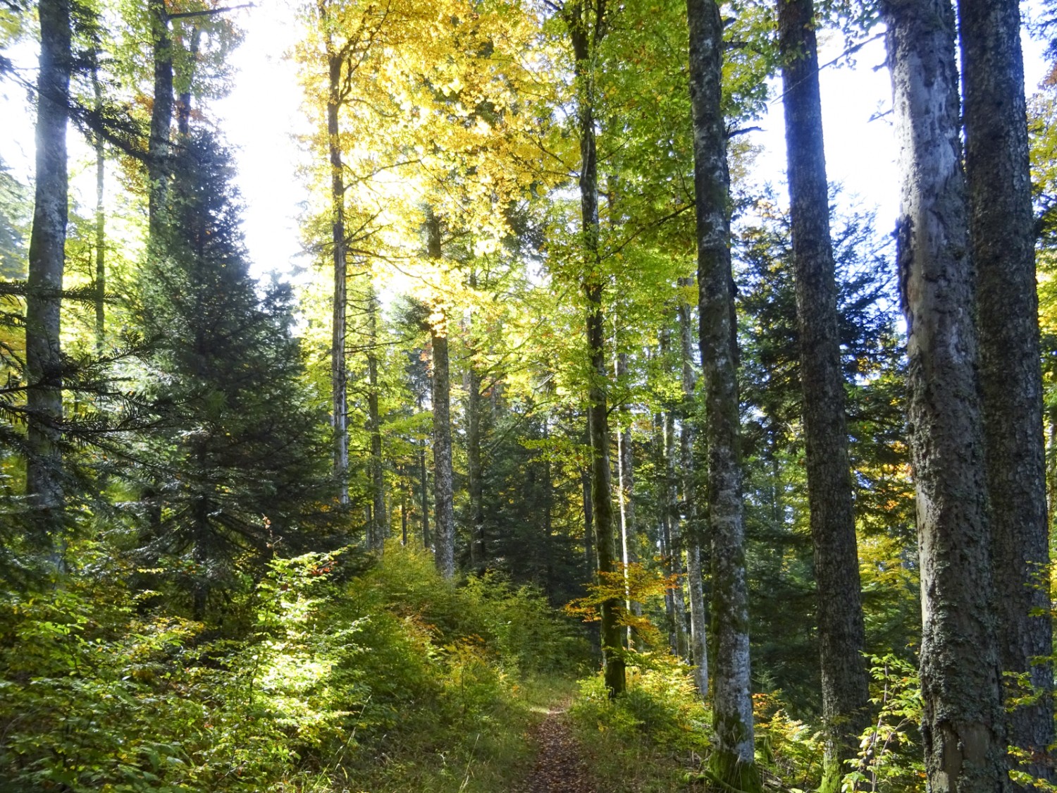 Im Abstieg nach La Presta: Dieser Mischwald ist besser vor Sturmereignissen geschützt als ein reiner Fichtenwald. Bild: Sabine Joss