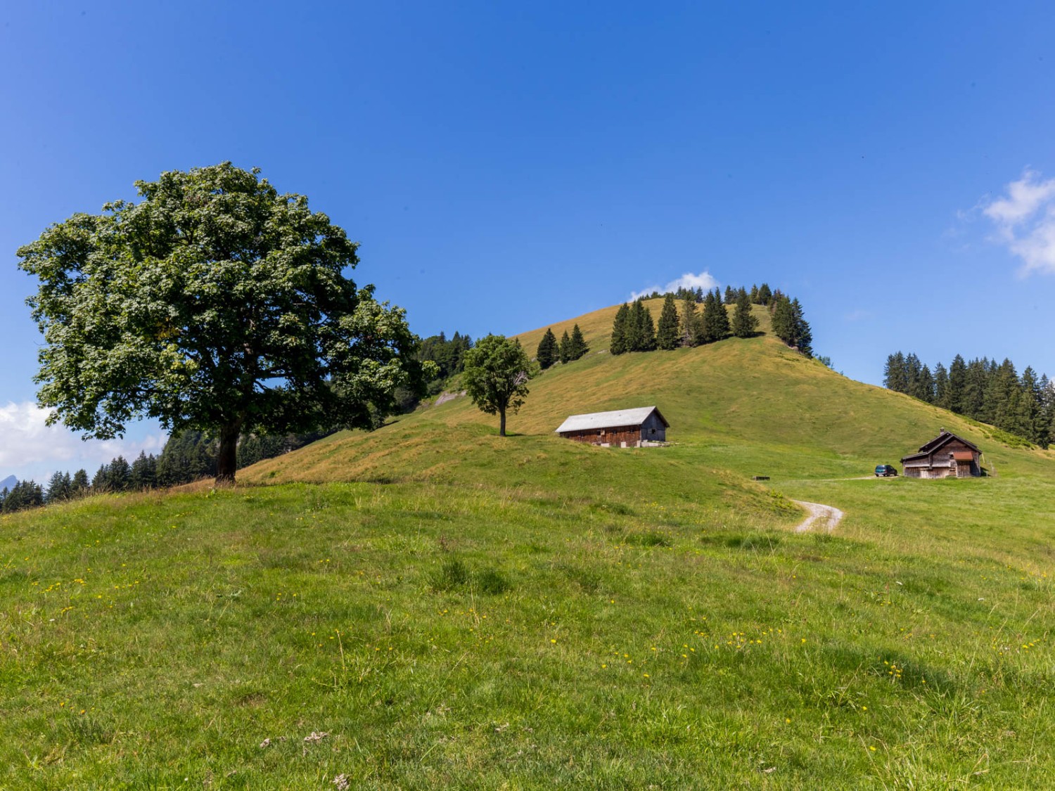 Auf der Alp Horn. Bild: Daniel Fleuti
