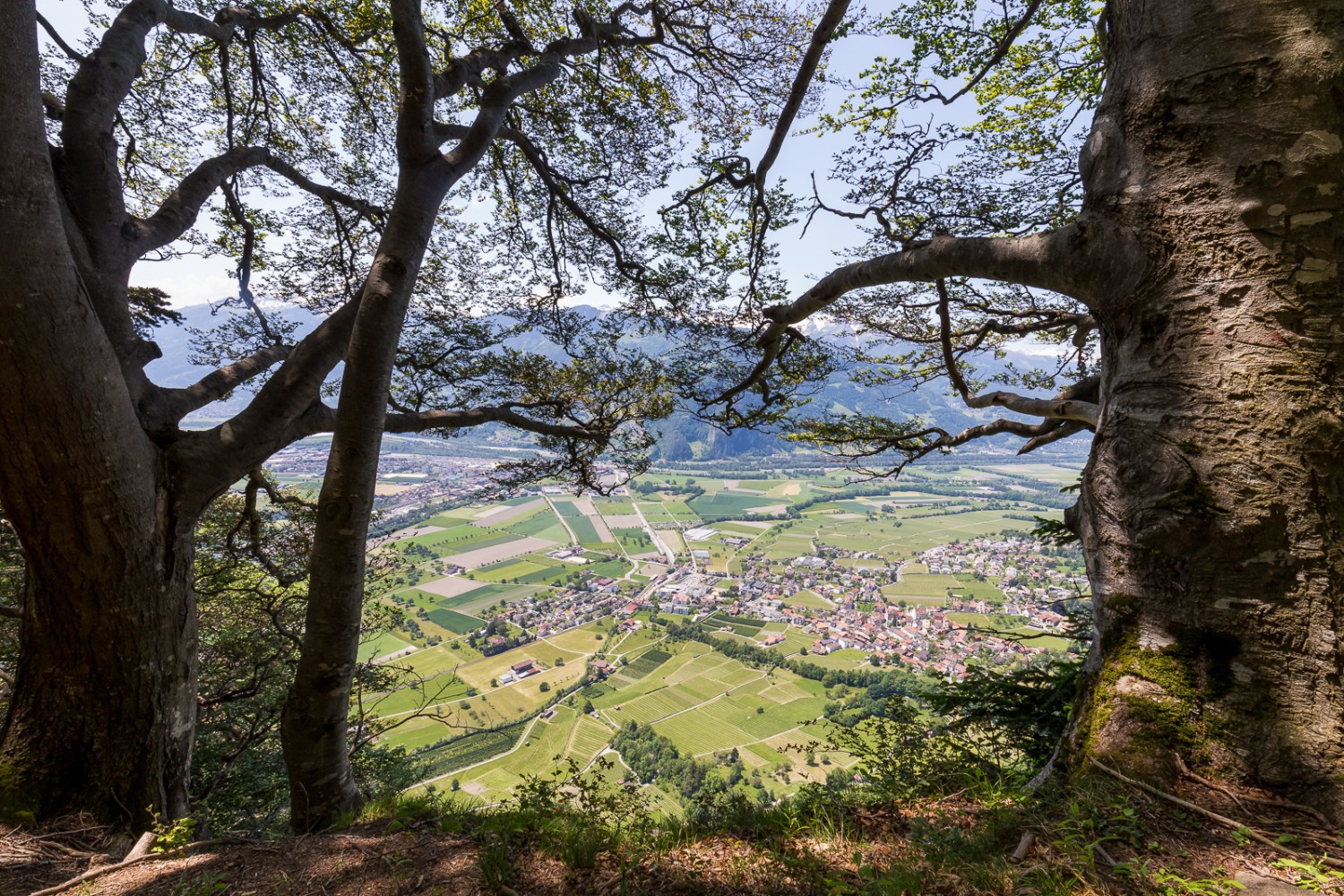 Ausblick aufs Rheintal im Abstieg nach Malans. Bilder: Daniel Fleuti