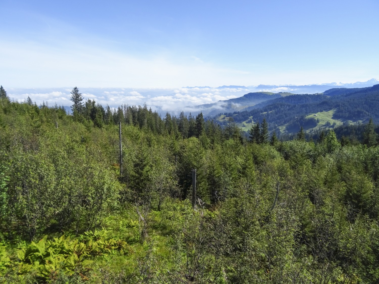 Der nachwachsende Wald ist vielfältiger und wird kommenden Stürmen besser widerstehen. Bild: Sabine Joss