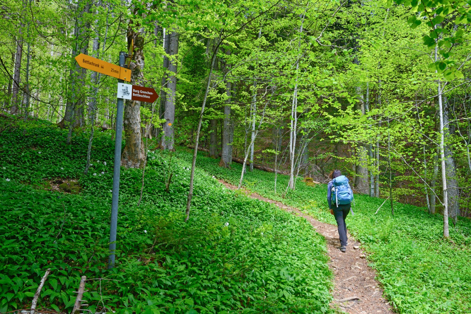 Der Buchenwald am Bettlachstock ist neu ein Weltnaturerbe. Bild: natur-welten.ch