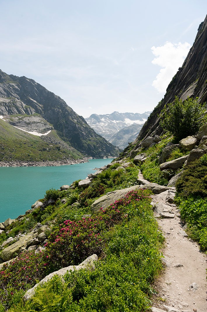 Alpenrosen am Ufer des Gelmersees. Bild: Raja Läubli