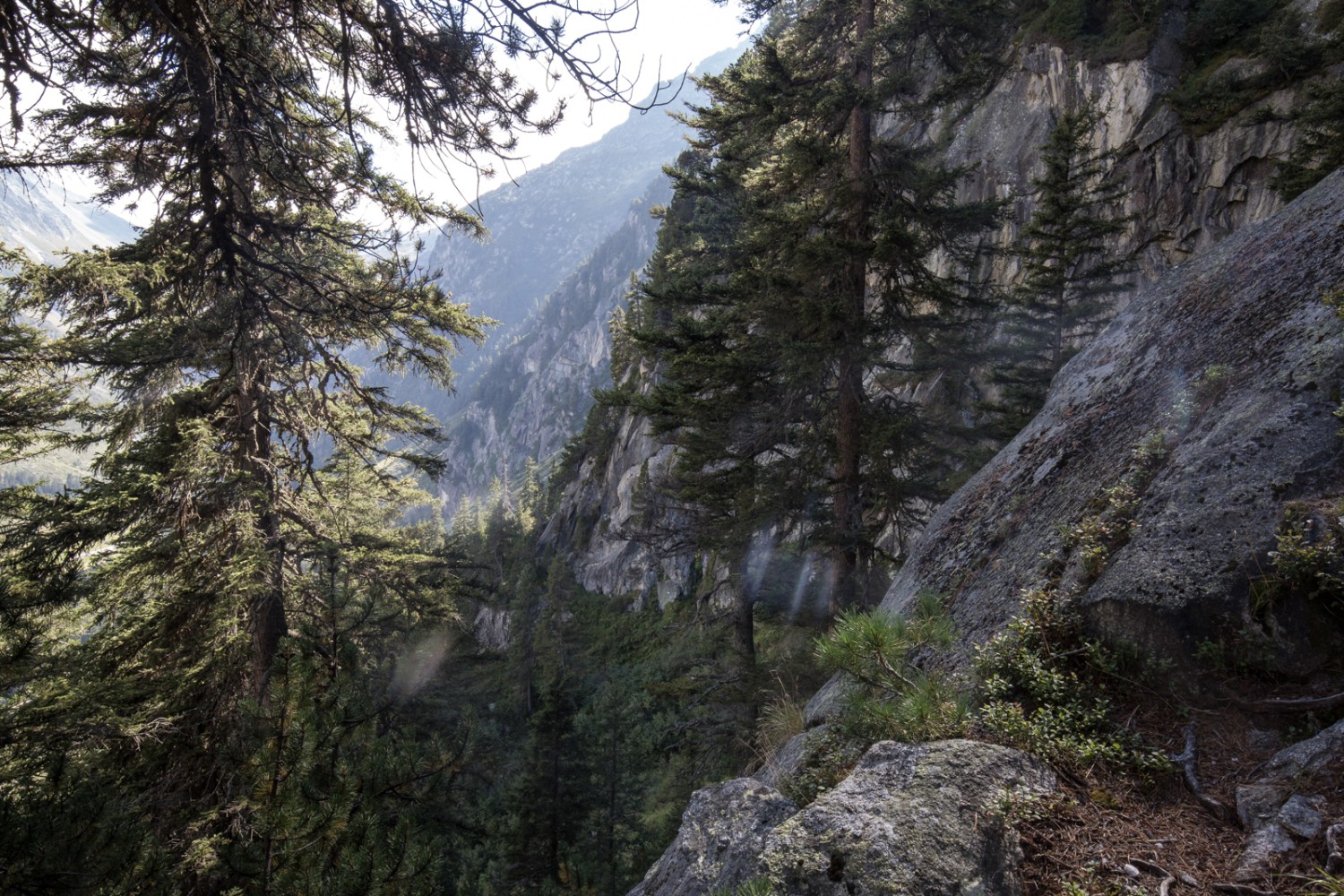 Der Aufstieg zu den Arven am Taghorn ist ausgesprochen steil und ruppig. Bild: Daniel Fleuti