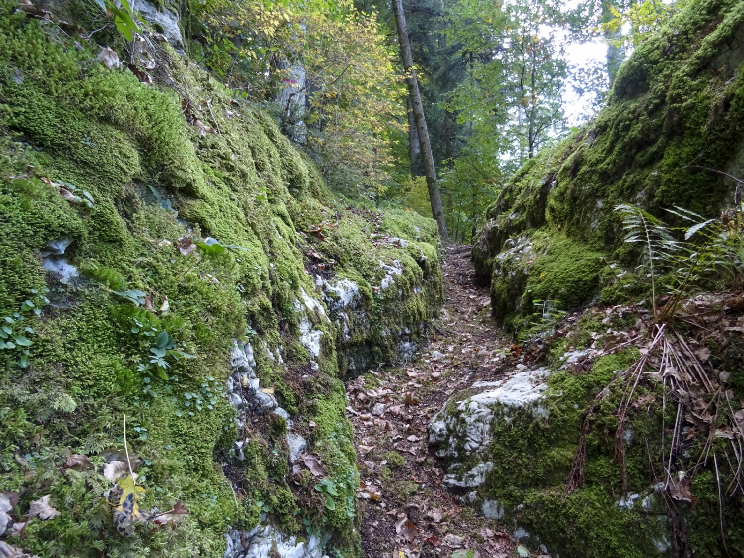 Typisch Jura: Ein schmaler Pfad schlängelt sich durch moosbedeckte Felsen. Bild: Sabine Joss