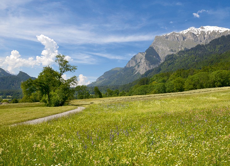 Bald wird geheuet auf dieser Wiese bei Maienfeld. Rechts der Falknis (2562 m)