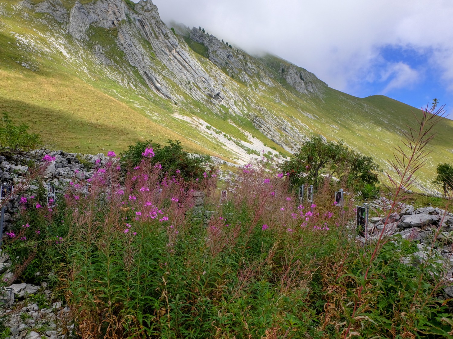 Wo einst eine Alphütte stand, blüht heute zartrosa das Weidenröschen, ein untrügliches Anzeichen, dass hier einmal eine Feuerstelle war. Bild: Elsbeth Flüeler