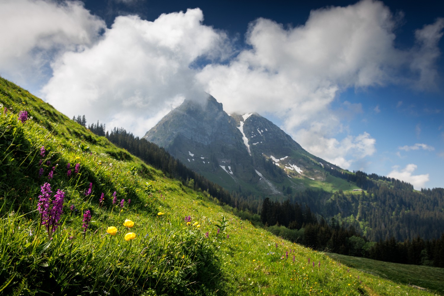 Der unbestrittene Star der Region: der Moléson. Nur mit viel Farbe gelingt es der Flora, sich abzuheben. Bild: Severin Nowacki