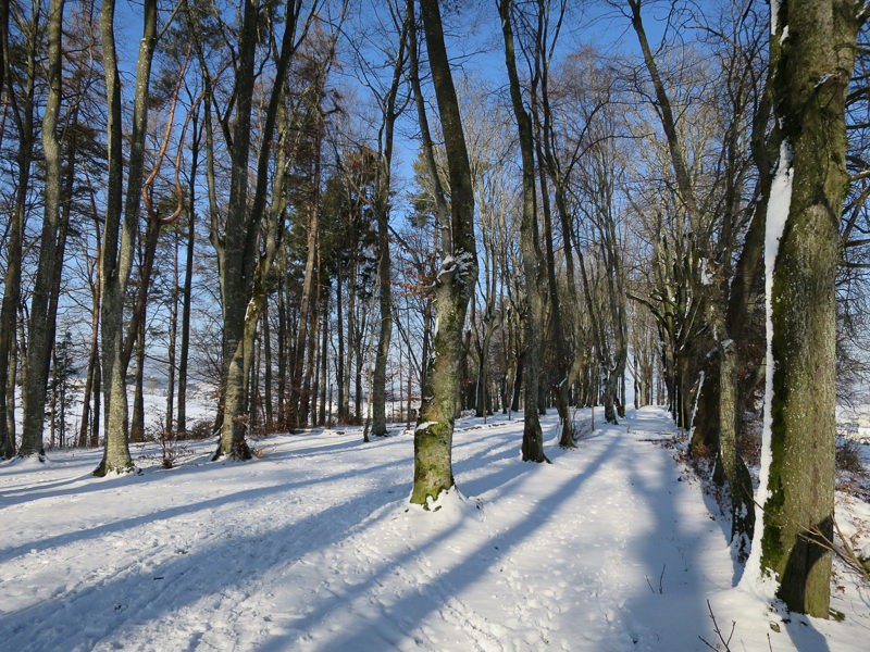 Schnurgerade Baumreihen verdeutlichen den Grundriss der Waldkathedrale.