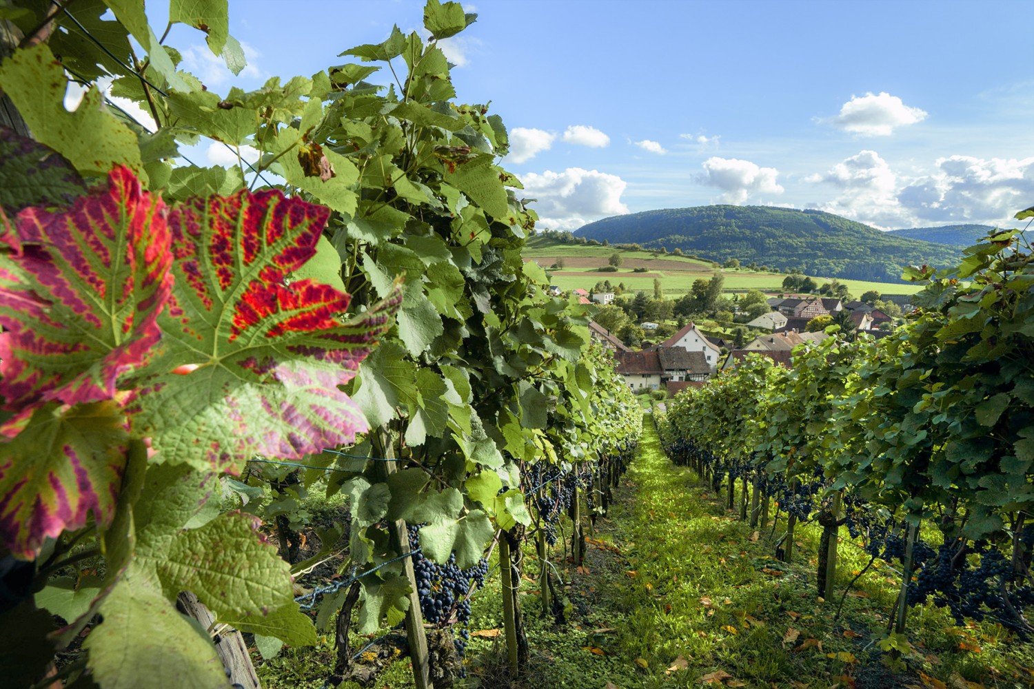 Gute Aussichten: Weintrauben und Winzerdörfer. Bild: Schweiz Tourismus-Bafu
