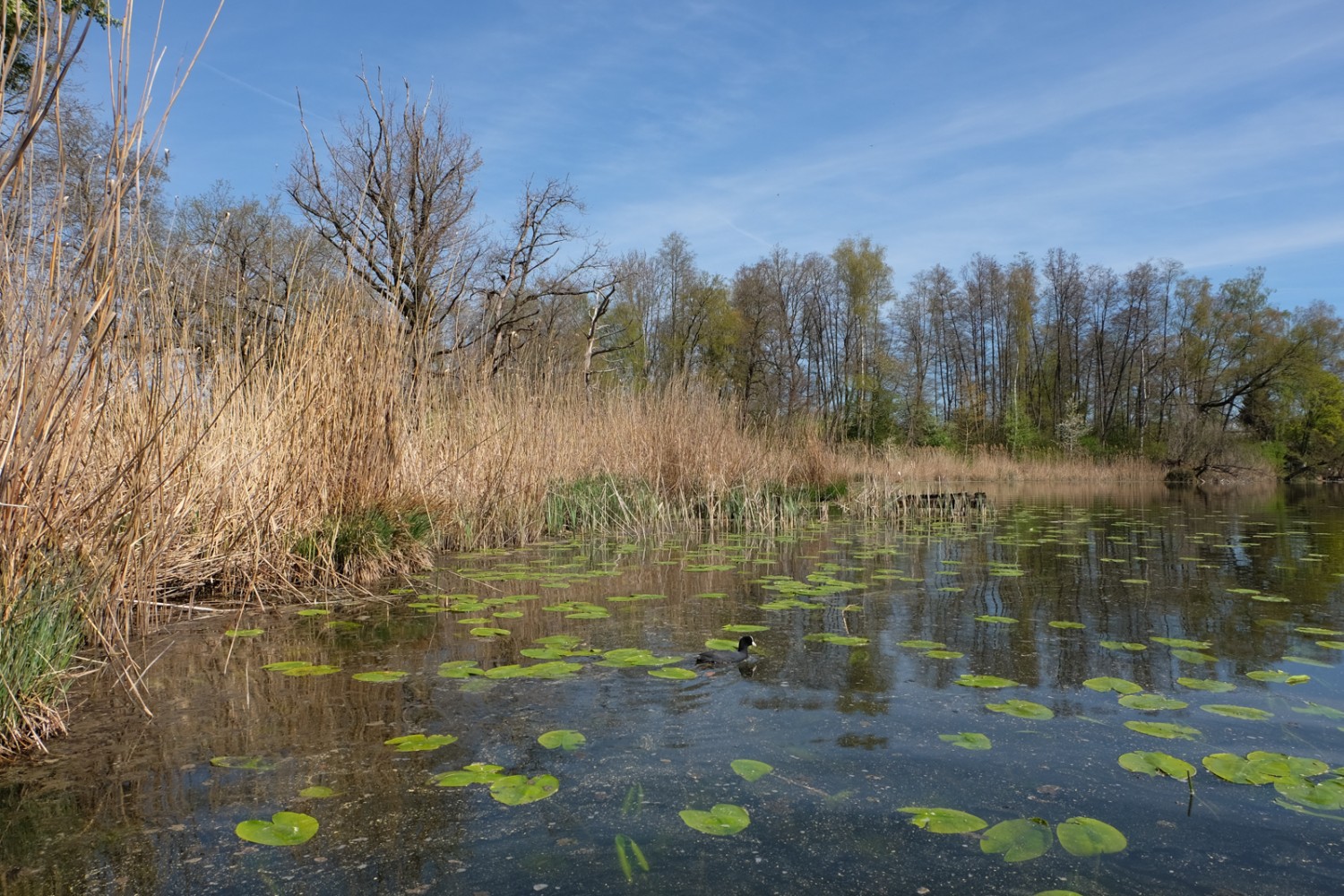 La randonnée mène jusqu’au lac de Burgäschi, un coin de nature paradisiaque. Photo: Elsbeth Flüeler