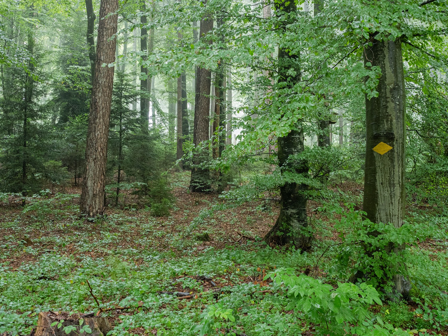 Oberirdisch durchzieht das Wanderwegnetz den Misch- und Nutzwald Grauholz, unterirdisch das Netz der Pilze.