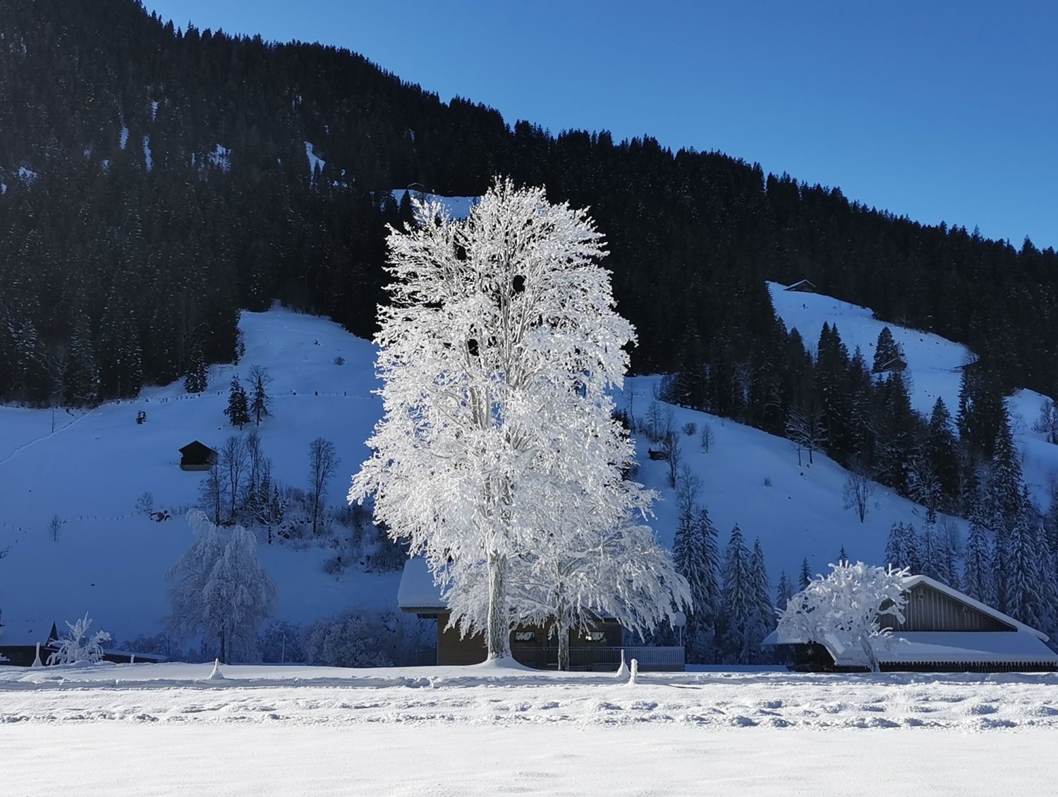 Raureifzauber im Gebiet Sumpfbach.