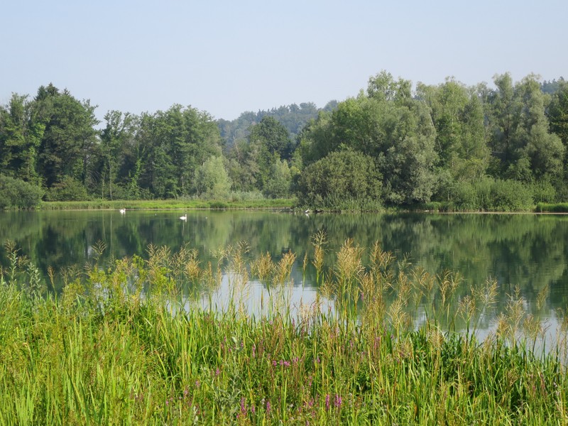 Durch den Rückstau des Flusskraftwerks ist ein wunderbares Naturschutzgebiet entstanden. Im Flachsee kommen zahlreiche Vogelarten und seltene Pflanzen vor. Bild: Andreas Staeger