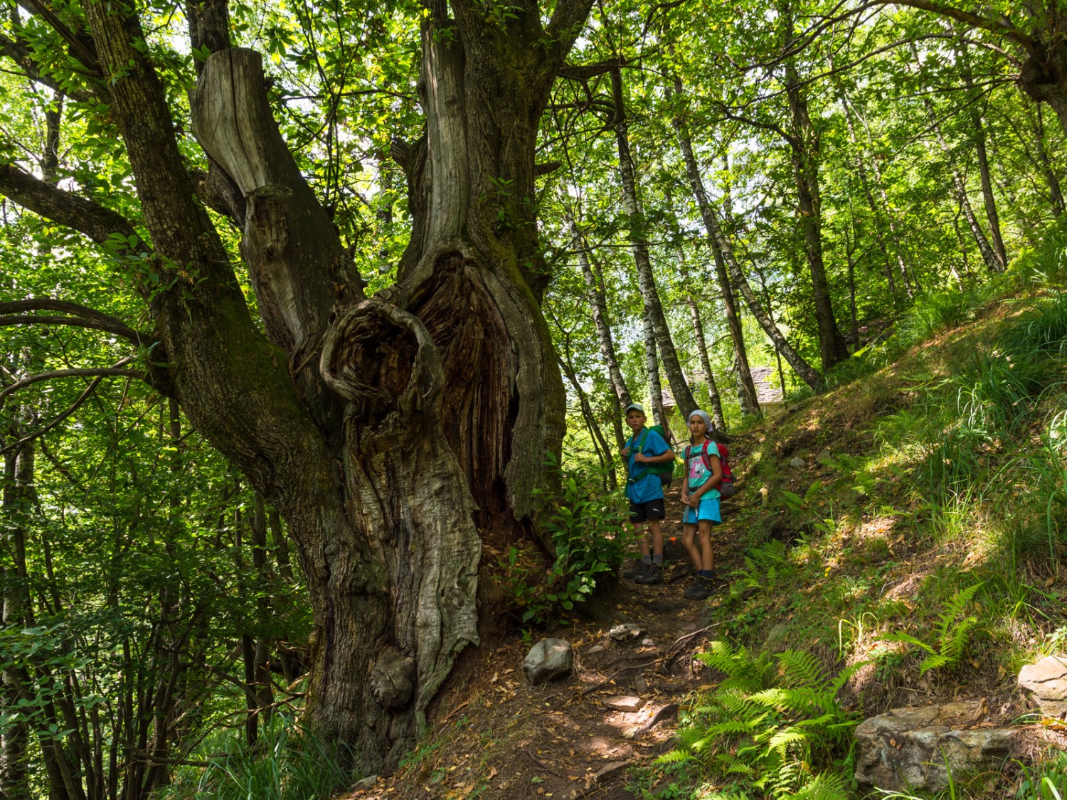 Uralte, mächtige Kastanienbäume säumen den Weg. Bild: Franz Ulrich