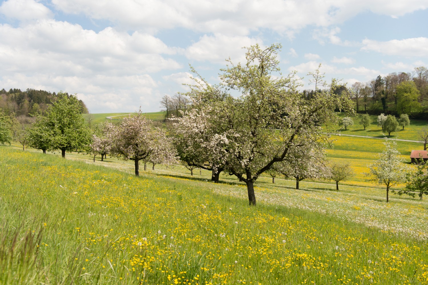 Blühende Bäume nahe Lustdorf. Bild: Raja Läubli