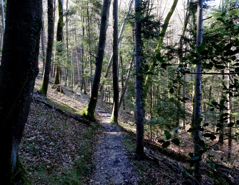  Waldpassage in der Nähe von Schloss  Wildenstein.