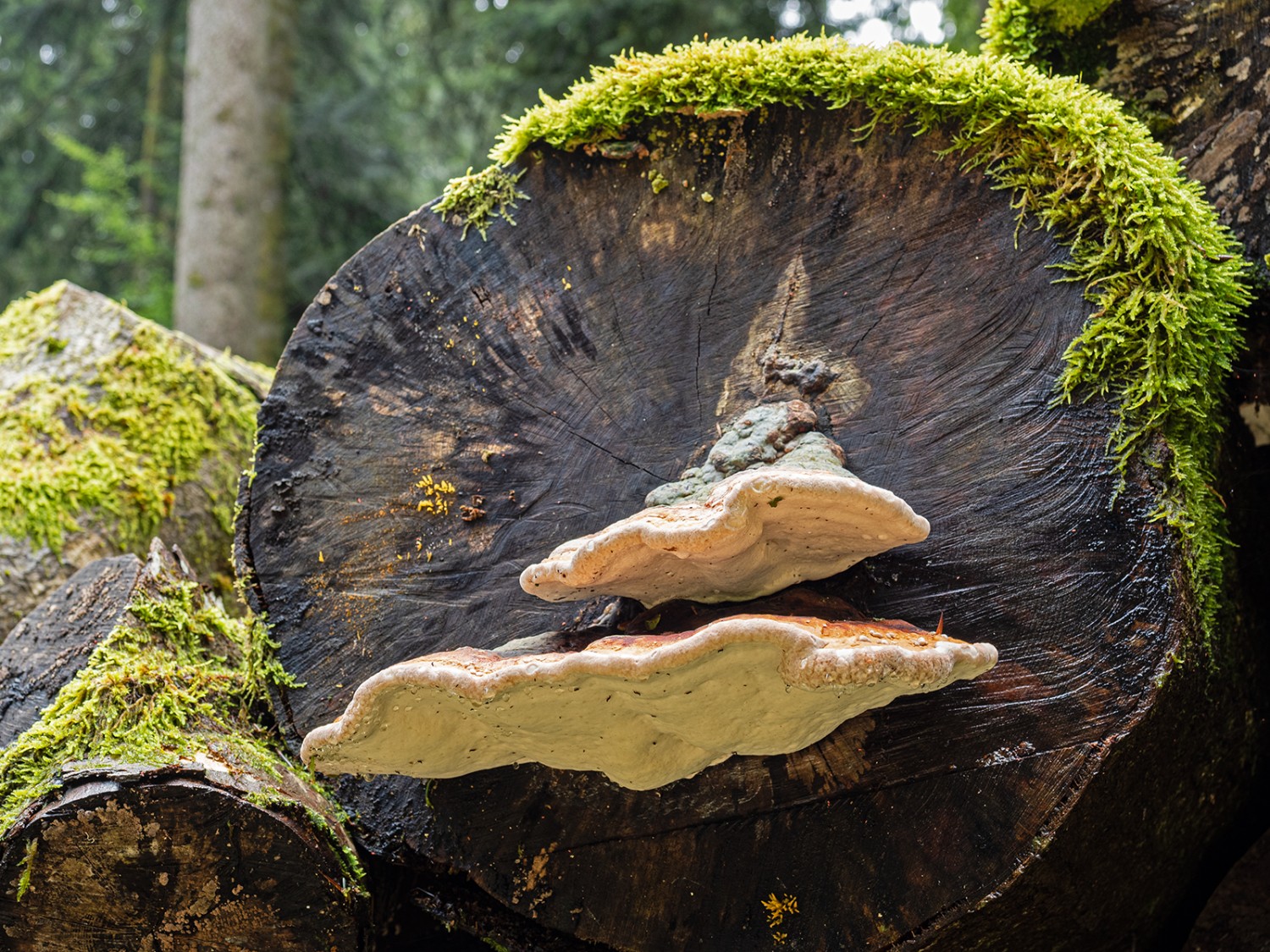 Pilze verwandeln das Altholz in fruchtbaren Boden.