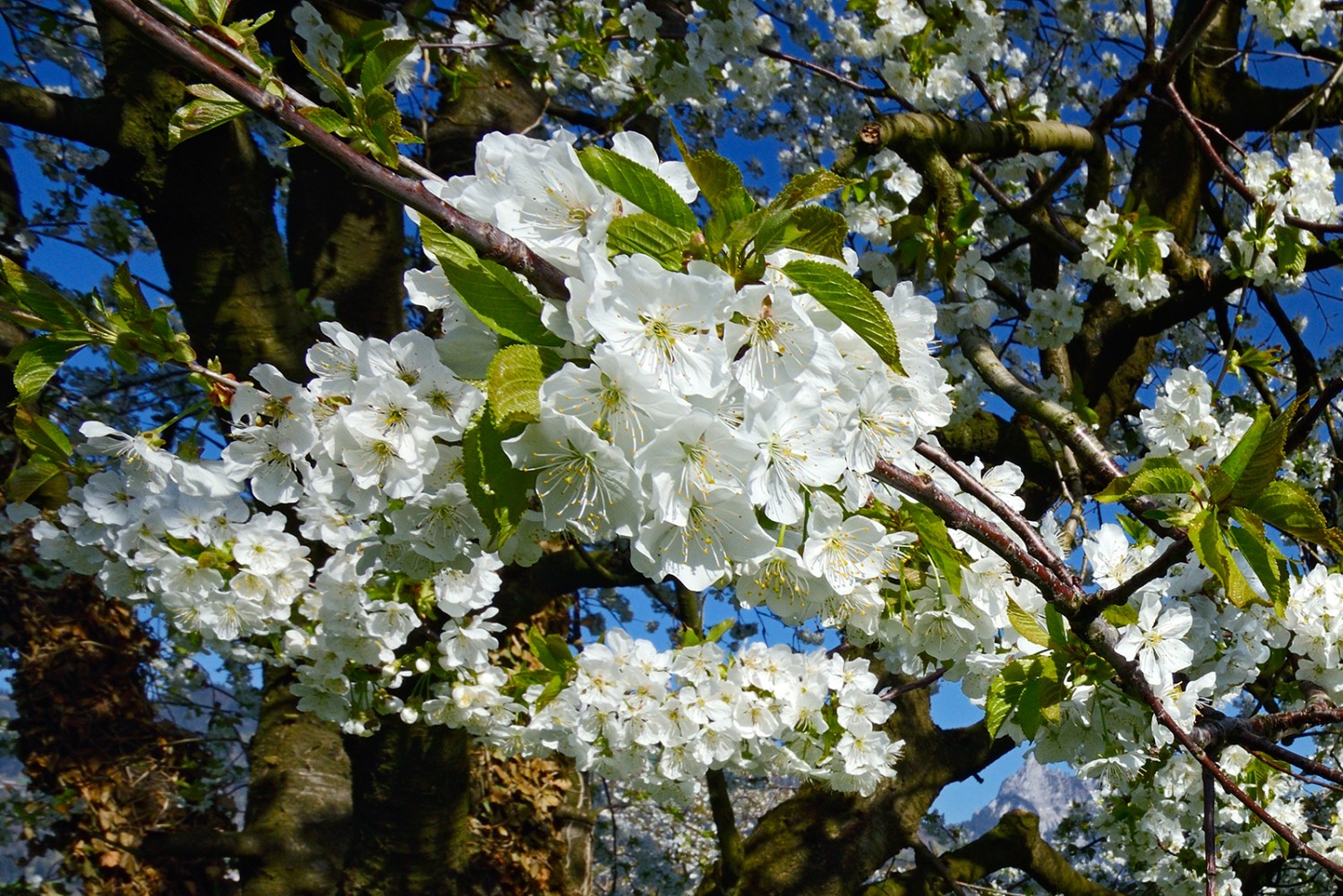 Unvergleichlich schön: Nicht umsonst wird die Kirschblüte in einigen Länder der Welt mit speziellen Festen gefeiert.