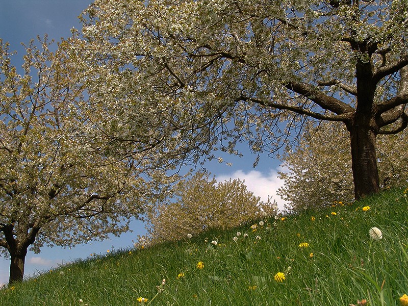 Genuss für alle Sinne: Kirschenblüte auf dem Walchwilerberg. Bilder: IG Zuger Chriesi, Ueli Kleeb