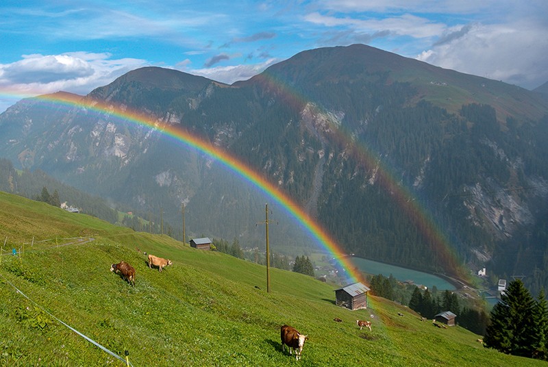 Die Kühe scheinen dem Doppel-Regenbogen keine Beachtung zu schenken. Bilder: Vera In-Albon