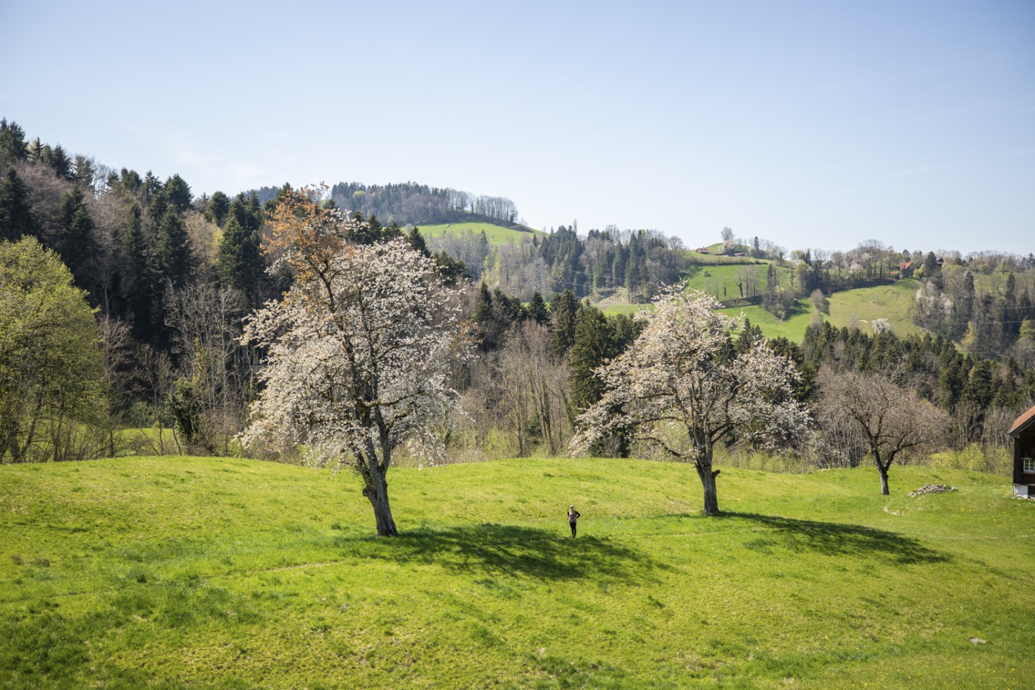 Grüne Wiesen und blühende Obstbäume: der Frühling ist eine wunderbare Zeit. Bild: Wanderblondies