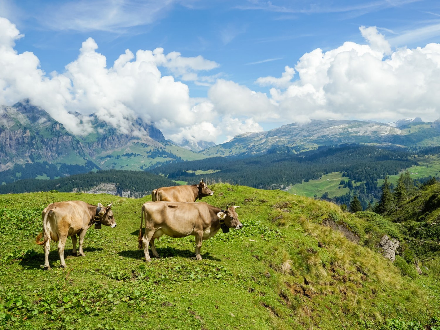 Kühe vor der Alp Dräckloch, etwa in Bildmitte die Silberen. Bild: Fredy Joss
